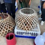 05-07-67 ลงพื้นที่ติดตามไก่พันธุ์ไข่่ 7